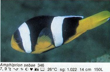 Amphiprion sebae